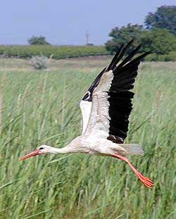 Weissstorch im Nationalpark Neusiedlersee