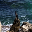 Die heimische Tierwelt