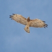 Bilde fauna | Costa de la Luz | Andalucía