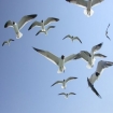 Bild vogelbeobachtung | Essaouira