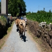 Bild camino frances | Galizien