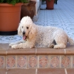 Hunde auf Mallorca