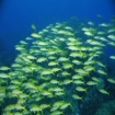 noumea | Nouméa | Afrika