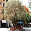 rathaus | Palma Mallorca | Mallorca