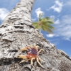 punta cana | Punta Cana | Mellom-Amerika