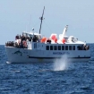 Bilde whale watching | Hvaler Observasjoner | Costasur