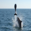 Bilde whale watching | Hvaler Observasjoner | Costasur
