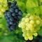 Weinfest Binisalem - - Ende September