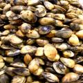 Herzmuscheln - ...						