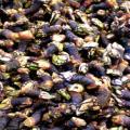 Entenmuscheln - Percebes						