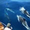 Whale Watch