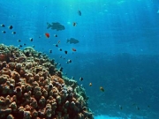 Foto Tarifa | CIES Sub
