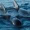 Avistamiento de Cetaceos en el Estrecho de Gibraltar