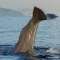 Avistamiento de Cetaceos en el Estrecho de Gibraltar Tarifa